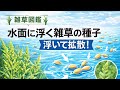 種子が水に浮く…カズノコグサの拡散メカニズム