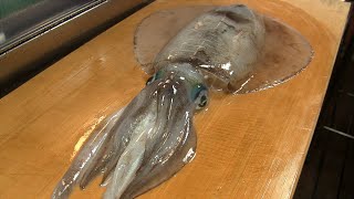 アオリイカを捌くイカワタ焼きと握り寿司の作り方How to fillet a oval squid and make Grilled Squid Guts.