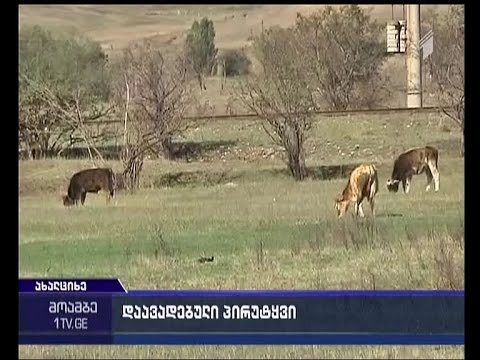 მსხვილფეხა საქონლის ინფექცია სოფელ მუგარეთში