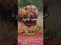 أشرس الأسود الإفريقية تحالف الإخوة مابوغو      