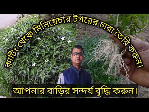 ভিডিও: মিনিয়েচার কীভাবে ডিজাইন করবেন