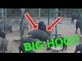 BIG HOG Bow Hunting Hogs - "Early Birds" TSTV Oklahoma Hogs S1 : EP1