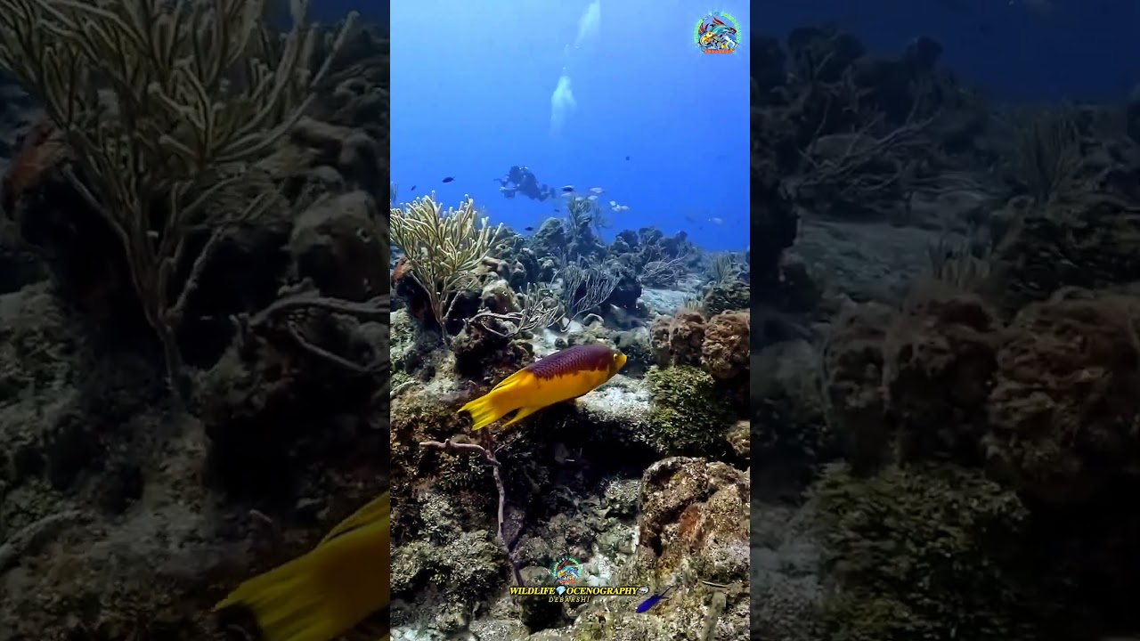 The Stunning Colors of the Spanish Hogfish ✨ 