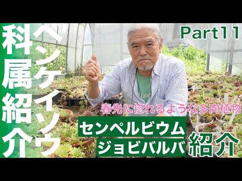 【サボテン相談室 羽兼直行】多肉植物、ベンケイソウ科(多肉植物)属紹介:Part11、こんな属もあったんだ！センペルビウム、ジョビバルバ紹介『パキフィツム』