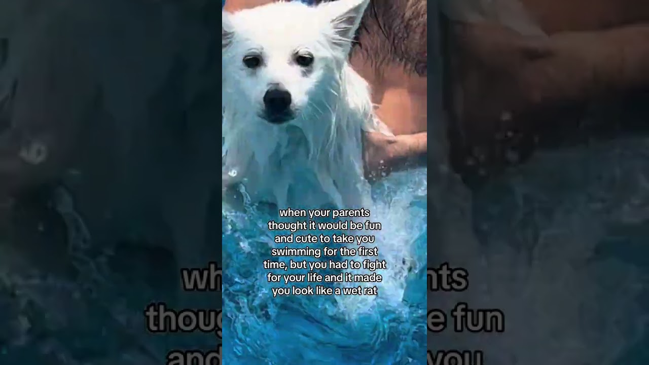 My Dog's First Time Swimming Did Not Go As Planned...