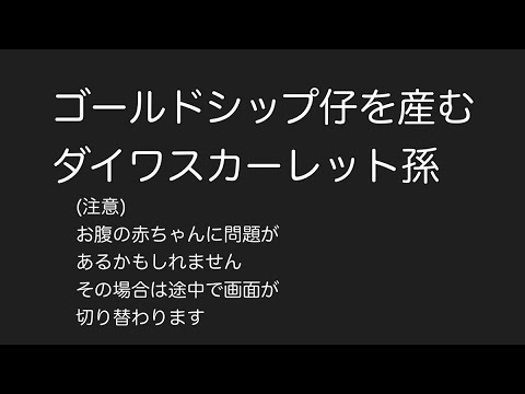 今日ゴールドシップ仔を産むダイワスカーレット孫 (スカーレットテイル) / Gold Ships foal will be born today