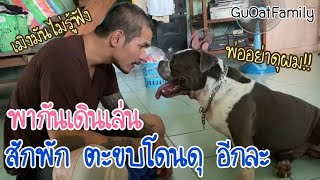ตะขบซ่าพาเดินเล่น สุดท้ายโดนดุจ้า