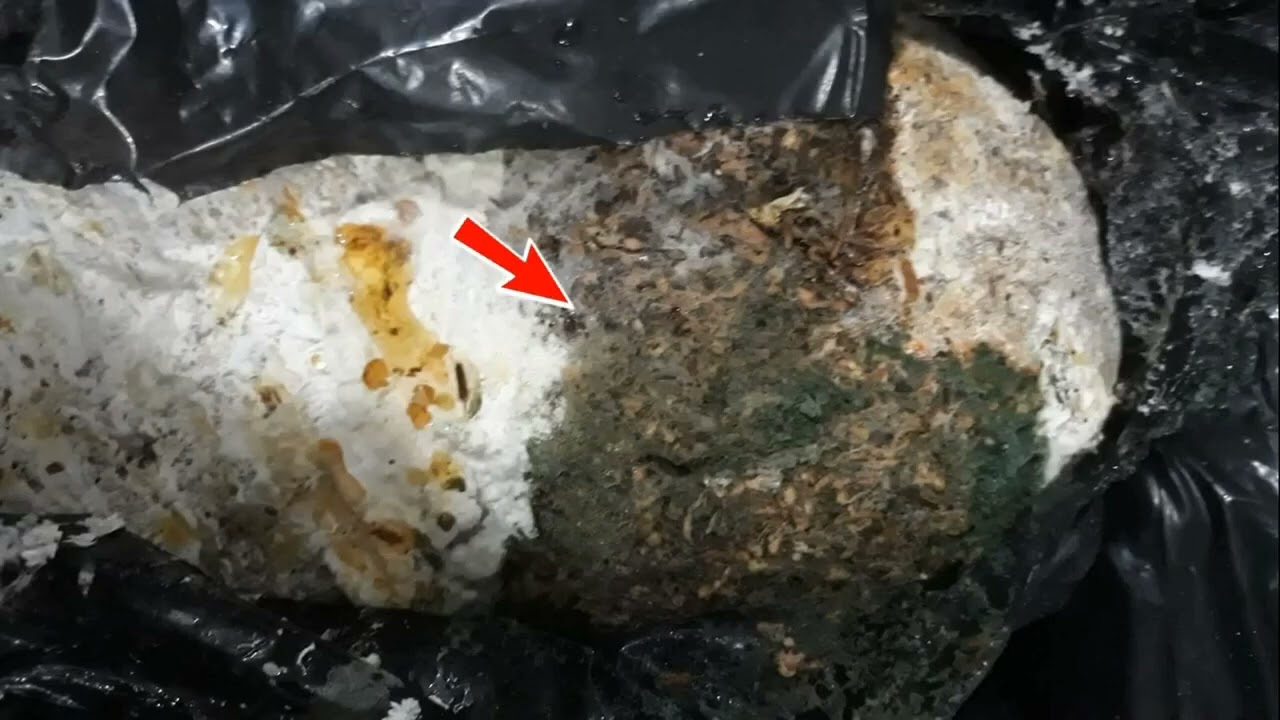 Ink Cap Mushrooms Instead of Oysters? It’s All About Your Substrate