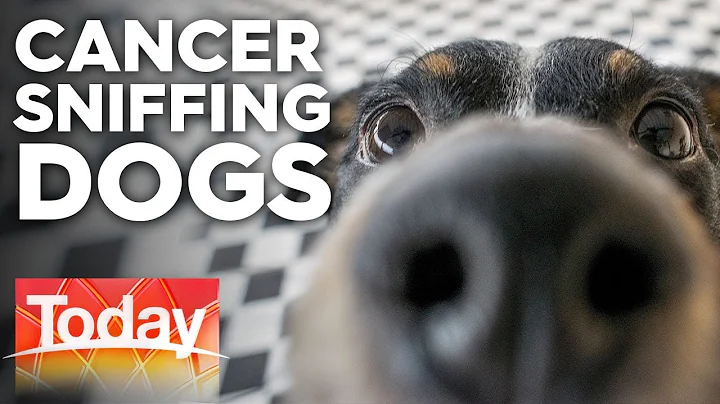 Meet the dogs trained to sniff out cancer | Today Show Australia