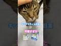 キングスライムの目薬が可愛すぎた #ドラクエ #ドラゴンクエスト #猫 #保護猫