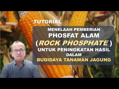 Video: Menggunakan Rock Phosphate Untuk Taman - Apakah Fungsi Rock Phosphate Untuk Tumbuhan