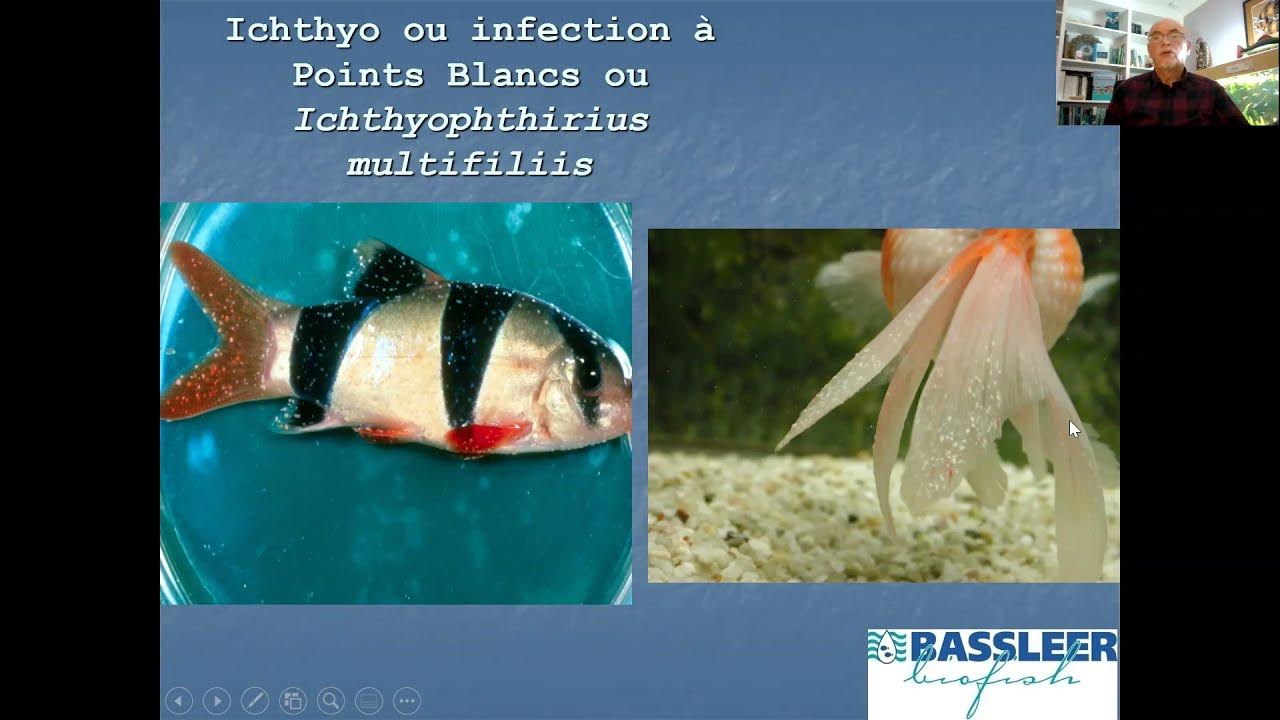 Les points blancs sur nos poissons n