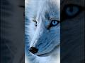 The Invisible Coat: How the Arctic Fox Vanishes Twice a Year  #wildlifefacts  #viral #fyp #shorts