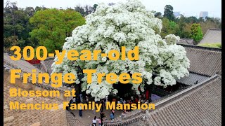 Beautiful Shandong | 300yearold Fringe Trees Blossom at Mencius Family Mansion 孟府300年流苏树进入盛花期