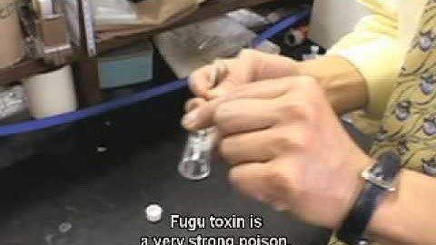 English 1 Video Unit 4