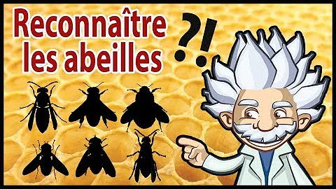 Comment reconnaître une abeille sauvage ?