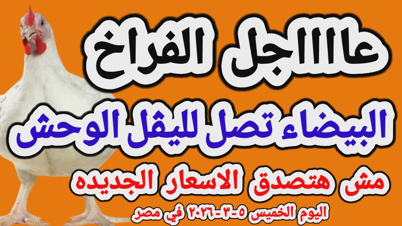 اسعار الفراخ البيضاء اليوم/ سعر الفراخ البيضاء اليوم الخميس 2026/3/5 في مصر