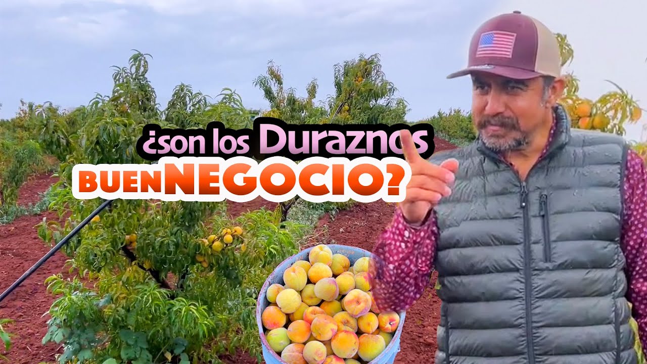 SI EL MAÍZ Y FRIJOL NO SE DAN por falta de lluvia, SIEMBRE DURAZNOS