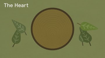 The Clues and Signs in Trees - Natural Navigation