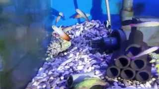 20151119 新進靚魚+庫存