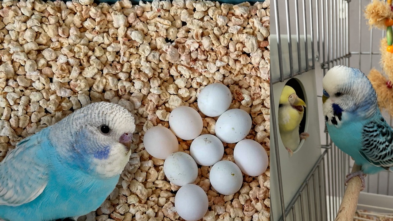 Спаривание, спаривание, откладка яиц и уход за детенышами волнистых попугаев