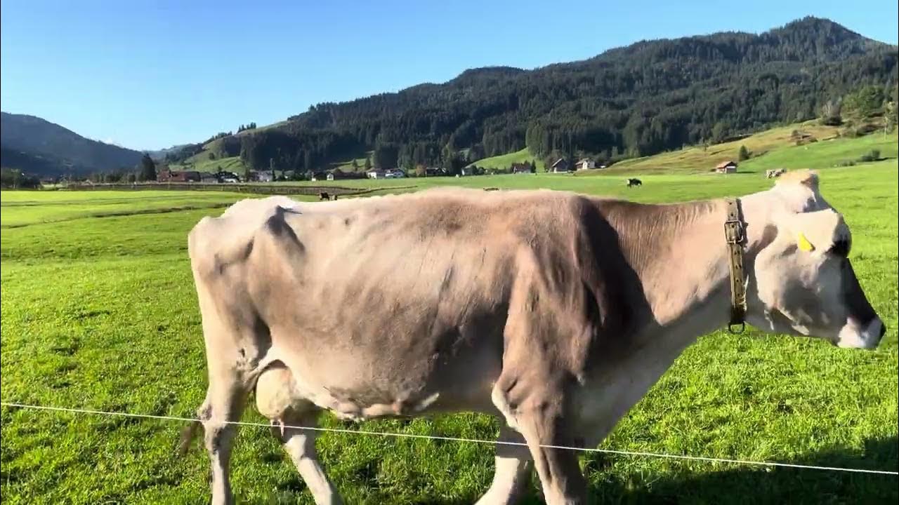 Braunvieh (“brown cattle”). The original Swiss dualpurpose cow breed