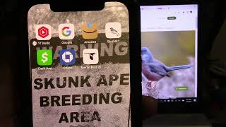 Our Research Gear (The BirdNET App & The Merlin App)