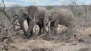 Foraging with Friends, Elephant Friends