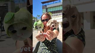 Cat & Dog Ice Cream Was It Good?