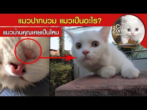 แมวปากบวม แมวเป็นอะไร? แมวที่คุณเลี้ยงเคยเป็นแบบนี้ไหม EP.6