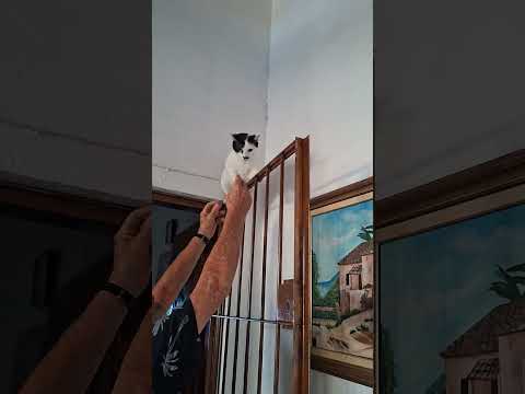 AS AVENTURAS DO COQUINHO, GATO FUJÃO. 😸🦊🐈