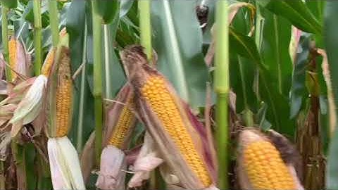 A new tool joins the fight against corn rootworm