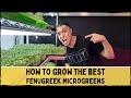 How To Grow the Best Fenugreek Microgreens? Weight or Soaking?