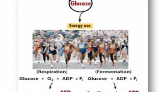 Cellular Respirationoverview