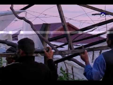 სტიქია კაბალში