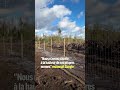 Finlande: Google accusé de déforestation illégale #rtbf #shorts