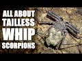 An introduction to Tailless whip scorpions