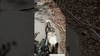 Ears Back Cat Walk