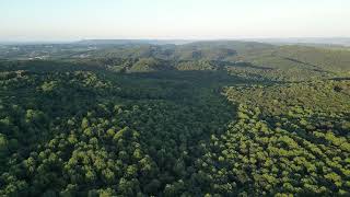DJI Mini 3 Pro FORREST FLYOVER 🌴 