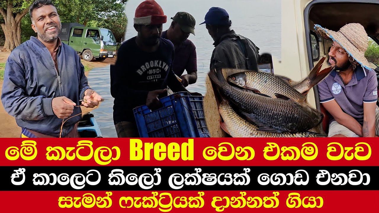 මේ කැට්ලා බ්‍රීඩ් වෙන එකම වැව | ඒ කාලෙට කිලෝ ලක්ෂයක් ගොඩ එනවා | සැමන් ෆැක්ට්‍රියක් දාන්නත් ගියා