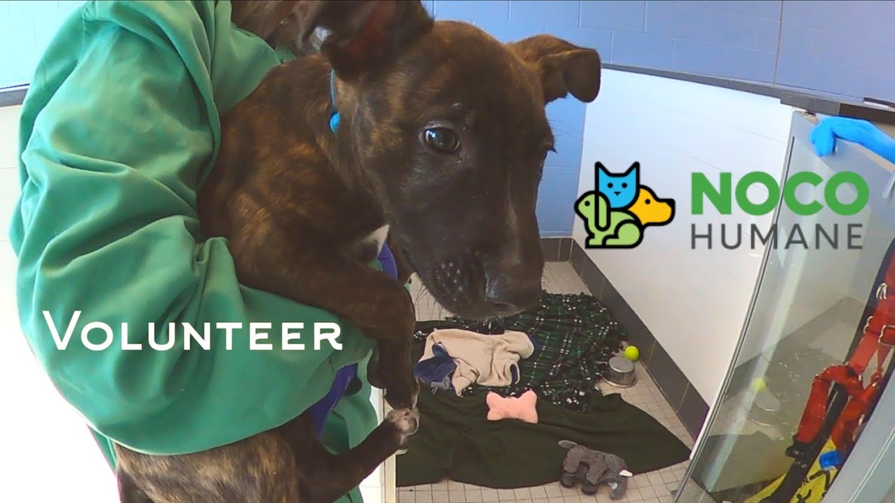 Volunteering with Joan Raabe at NOCO Humane in Loveland Colorado