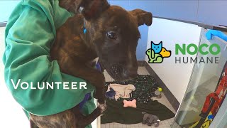 Volunteering with Joan Raabe at NOCO Humane in Loveland Colorado