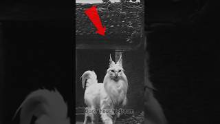 These are the five most shocking animal #subscribe #shorts / Dark thought dream