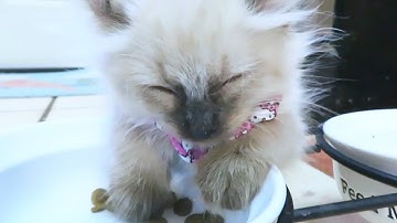 ご飯を食べながら寝落ちする小ちゃなオオヤマネコの子猫が可愛すぎましたww 【そり耳もののけ姫を心配して見に来るボス猫と茶トラの子猫】