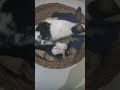Rabbit ke bacchai