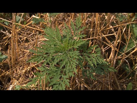 Videó: Allergia Vagy Sinus Fertőzés: Hogyan Lehet Megkülönböztetni A Különbséget?