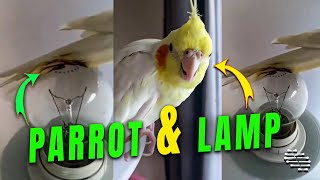 Parrot Sat on a Lamp Causing Its Feathers to Be Burned