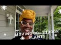 Moving Homes with 80+ Houseplants - How to Move Indoor Plants | Asiyah's Plant Life