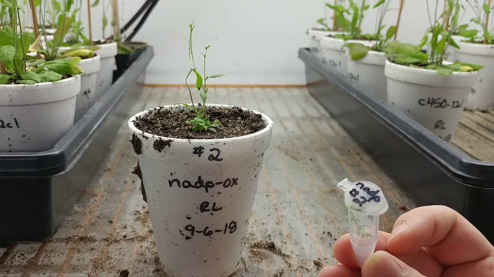 Everyday SCIENCE: Sampling tissue for genotyping