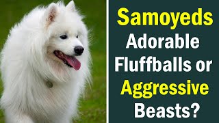 Are Samoyeds Aggressive? Separating Fact from Fiction by Fluffy Dog Breeds 470 views 9 months ago 5 minutes, 1 second